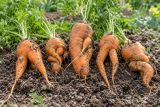 Forked and misshapen carrots on the soil