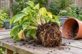 A plant lifted from its pot with brown, rotting roots