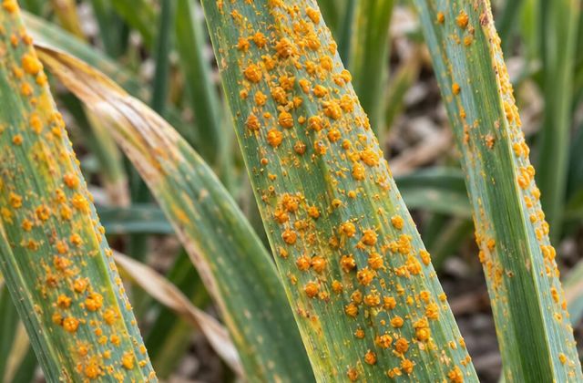 Small raised orange or yellow spots on leaves.