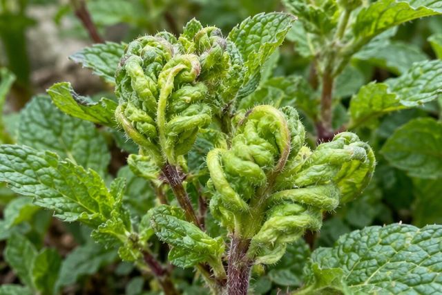 Mint shoots twist and thicken in spring.