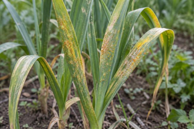 Allium leaves streaked with orange rust