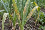 Allium leaves streaked with orange rust