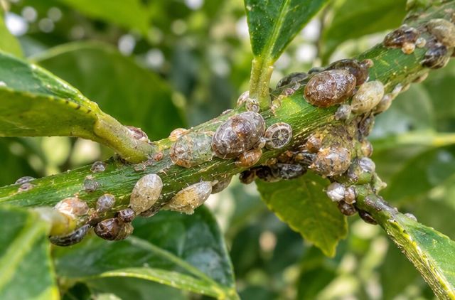 Oval brown, grey or white bumps along stems and veins.
