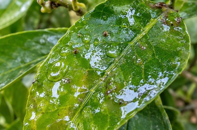 Honeydew coats leaves below.