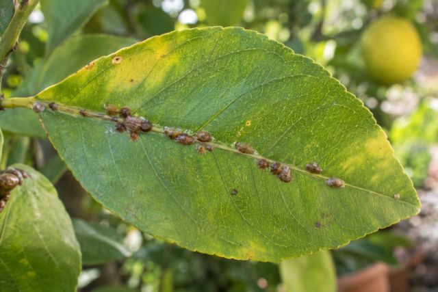Brown scale insects along a leaf midrib