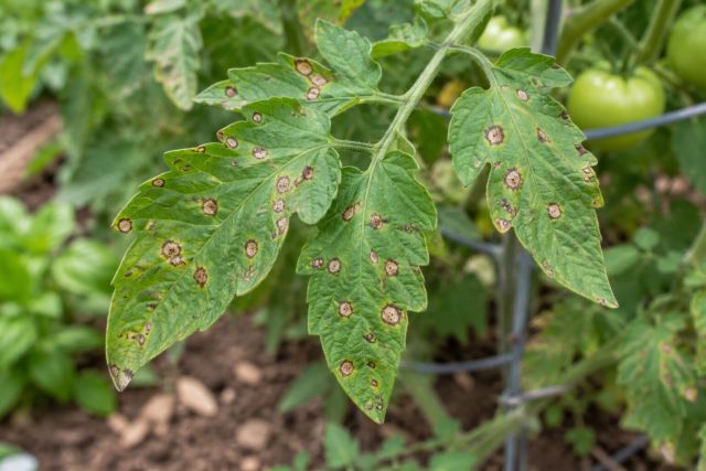 A tomato leaf with many small grey-centred Septoria spots