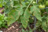 A tomato leaf with many small grey-centred Septoria spots