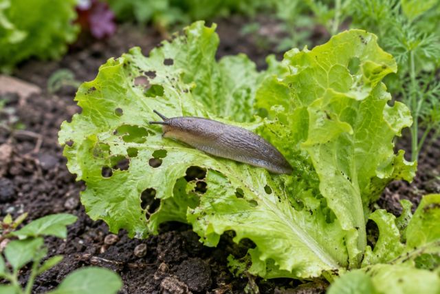 A slug on a holed lettuce