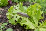 A slug on a holed lettuce