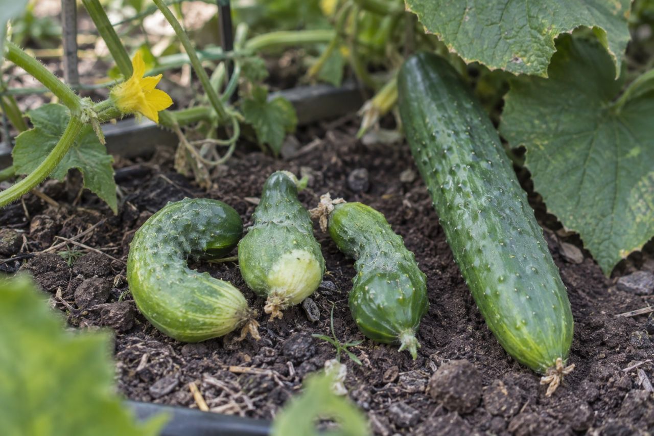 Small, stunted cucumbers beside a full-sized one