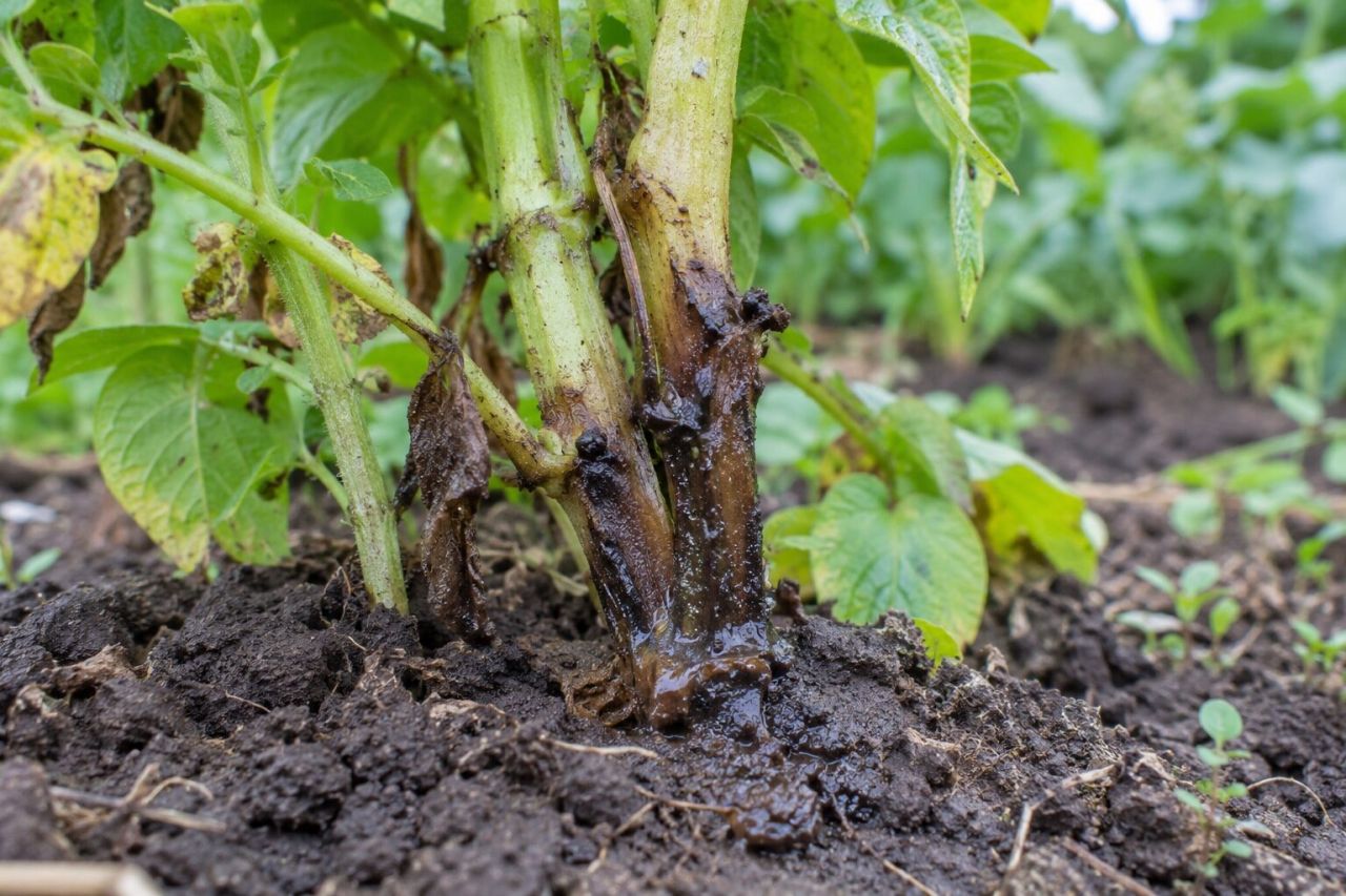 A potato stem blackened and slimy at the base