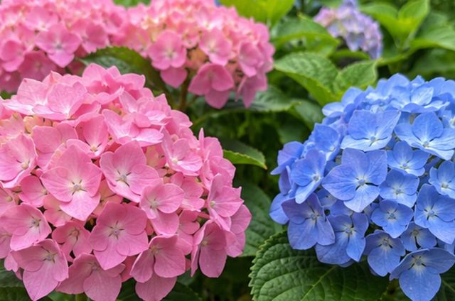 Blue hydrangeas turn pink in alkaline soil; pink ones blue in acid.