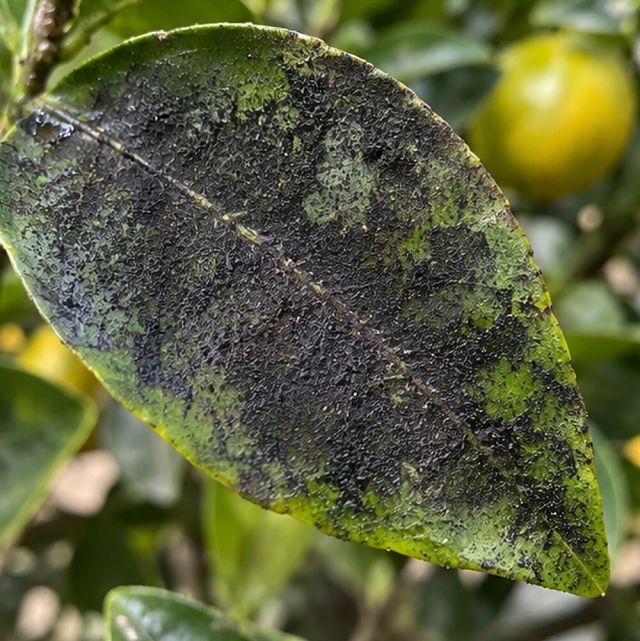 Black powder or crust on upper leaf surfaces.