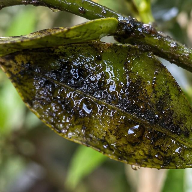The leaf is sticky under the mould.