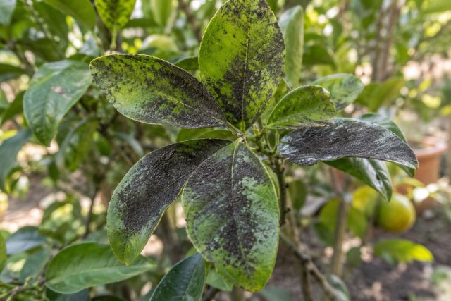 Citrus leaves coated with black sooty mould