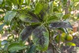 Citrus leaves coated with black sooty mould