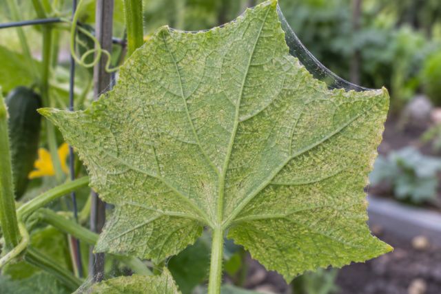 A leaf mottled pale by spider mites, with fine webbing