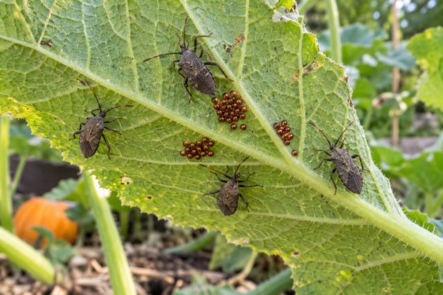 Squash bugs and bronze eggs under a pumpkin leaf