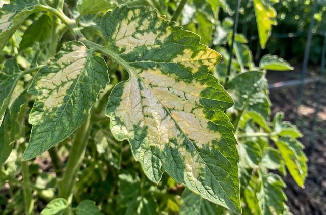 Pale, faded areas between the veins on the upper, outer leaves.