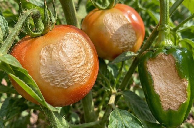 Peppers and tomatoes develop a white or tan leathery patch on the sunny side that does not rot at first.
