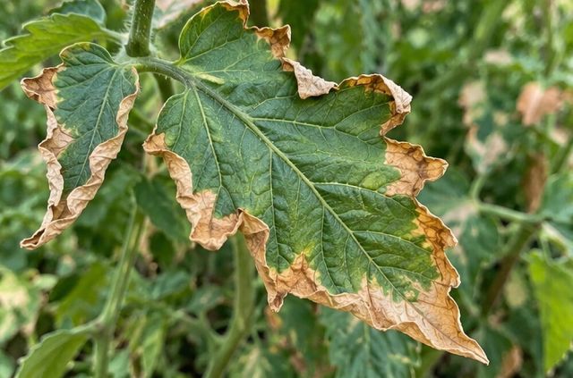 In heatwaves, leaf margins on the exposed side dry to brown.