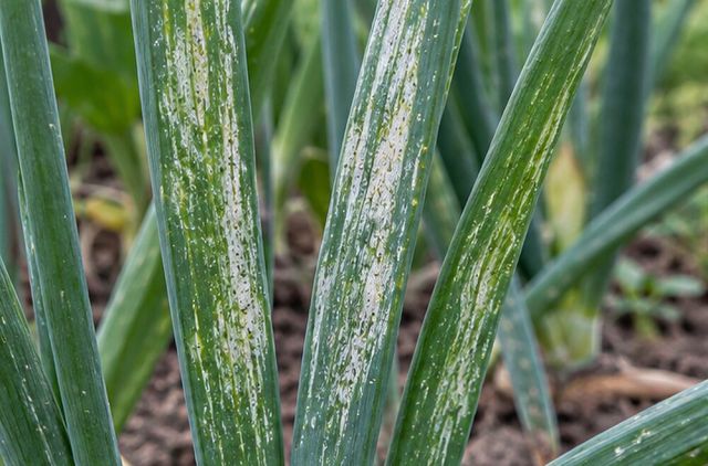 Allium leaves develop pale silver streaks.