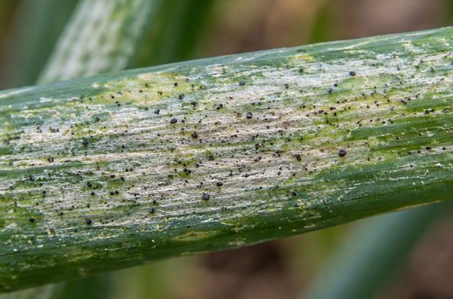 Tiny black dots of excrement across the damage.