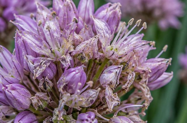 Flowers show pale flecks and distorted petals.
