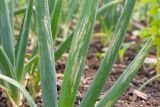 Silvery streaks from thrips on onion leaves