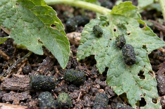 Dark green or black pellets on leaves and soil.
