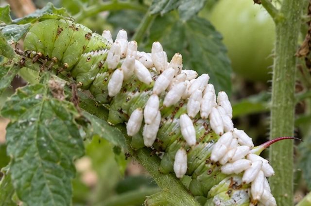 White rice-like cocoons on its back mean it is parasitised.