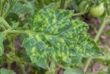 A tomato leaf with light and dark green mosaic mottling