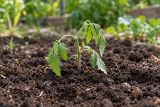 A newly planted seedling drooping in fresh soil
