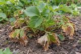 A strawberry plant with wilting, browning outer leaves