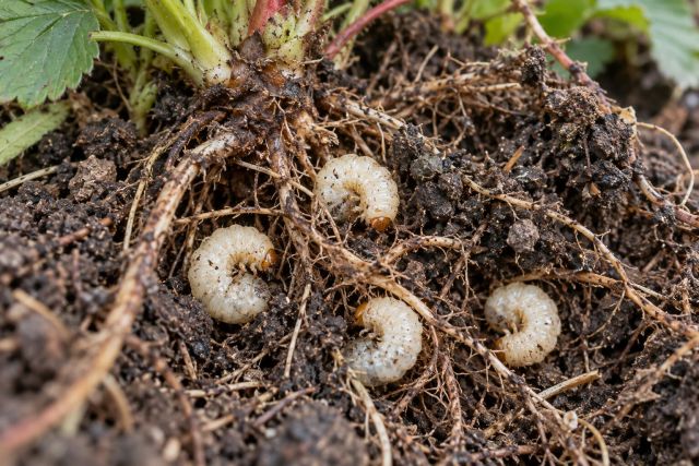 White vine weevil grubs among strawberry roots