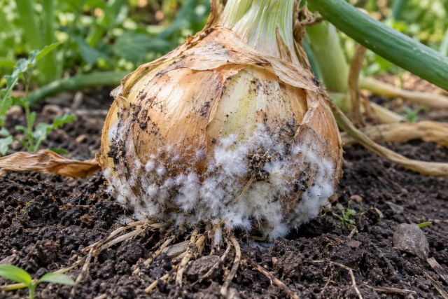 An onion bulb base covered in white fluffy mould