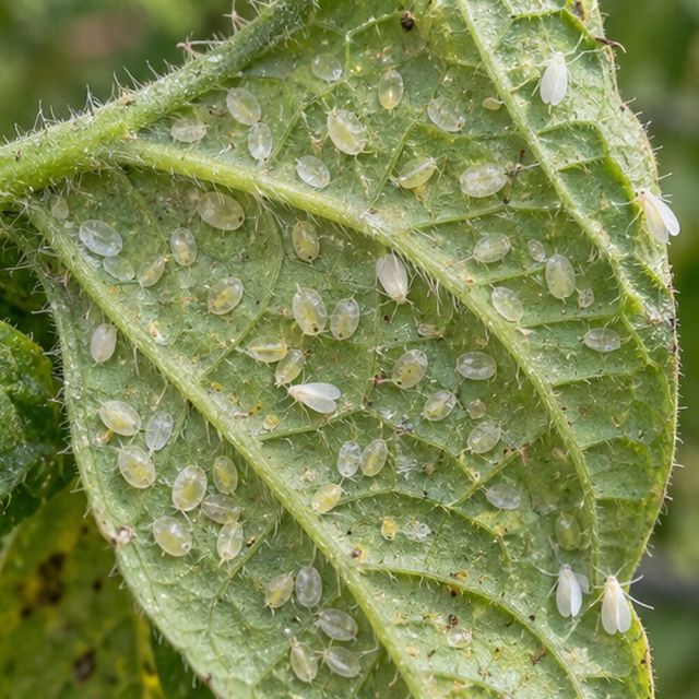 Flat, pale oval young stuck to the underside of leaves.