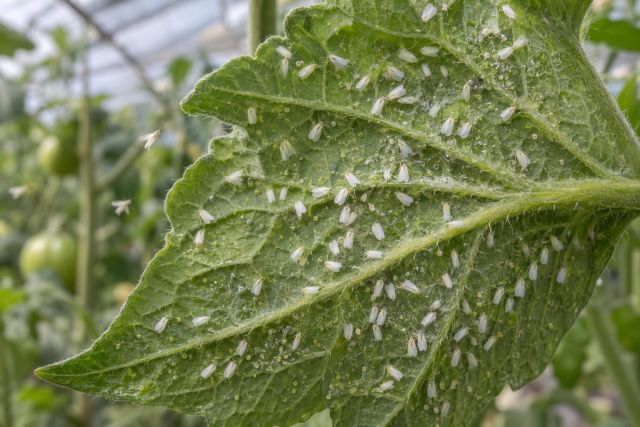 Tiny white whitefly under a tomato leaf