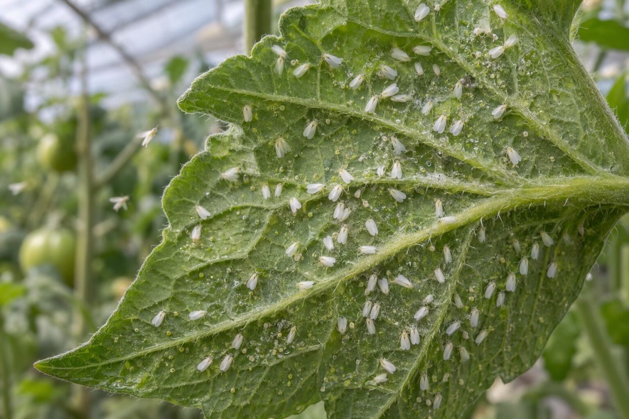 Tiny white whitefly under a tomato leaf