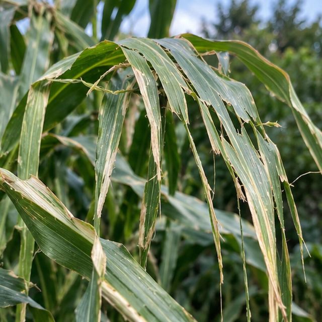 Large leaves split and tatter.