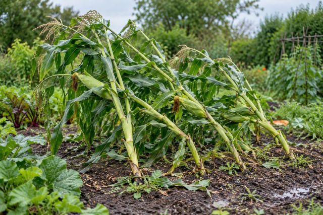 Sweetcorn stems flattened and leaning after a storm