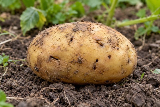A potato tuber with narrow wireworm holes