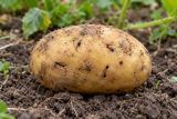 A potato tuber with narrow wireworm holes