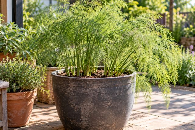 Asparagus fern growing in a large deep container
