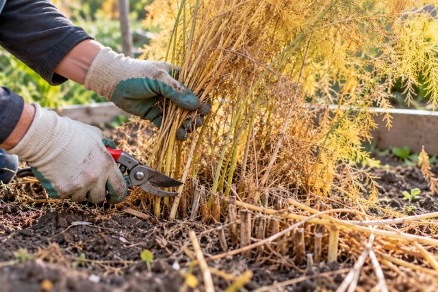 Cutting yellowed asparagus ferns down in autumn