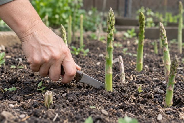Hands cutting an asparagus spear just below the soil with a knife