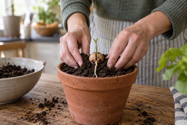 A sprouted avocado stone being planted halfway out of the compost