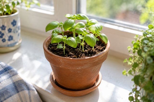 Basil seedlings in a small pot