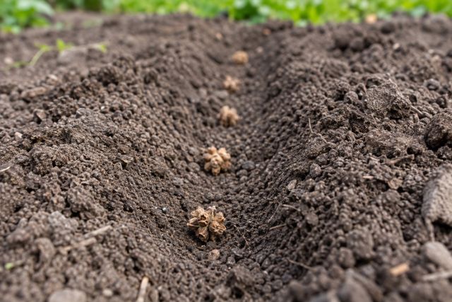 Knobbly beetroot seed clusters in a drill