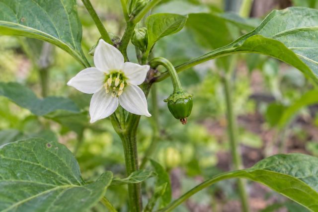 An open white pepper flower beside a tiny new fruit
